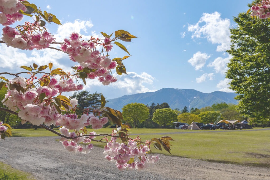 吹上高原の桜